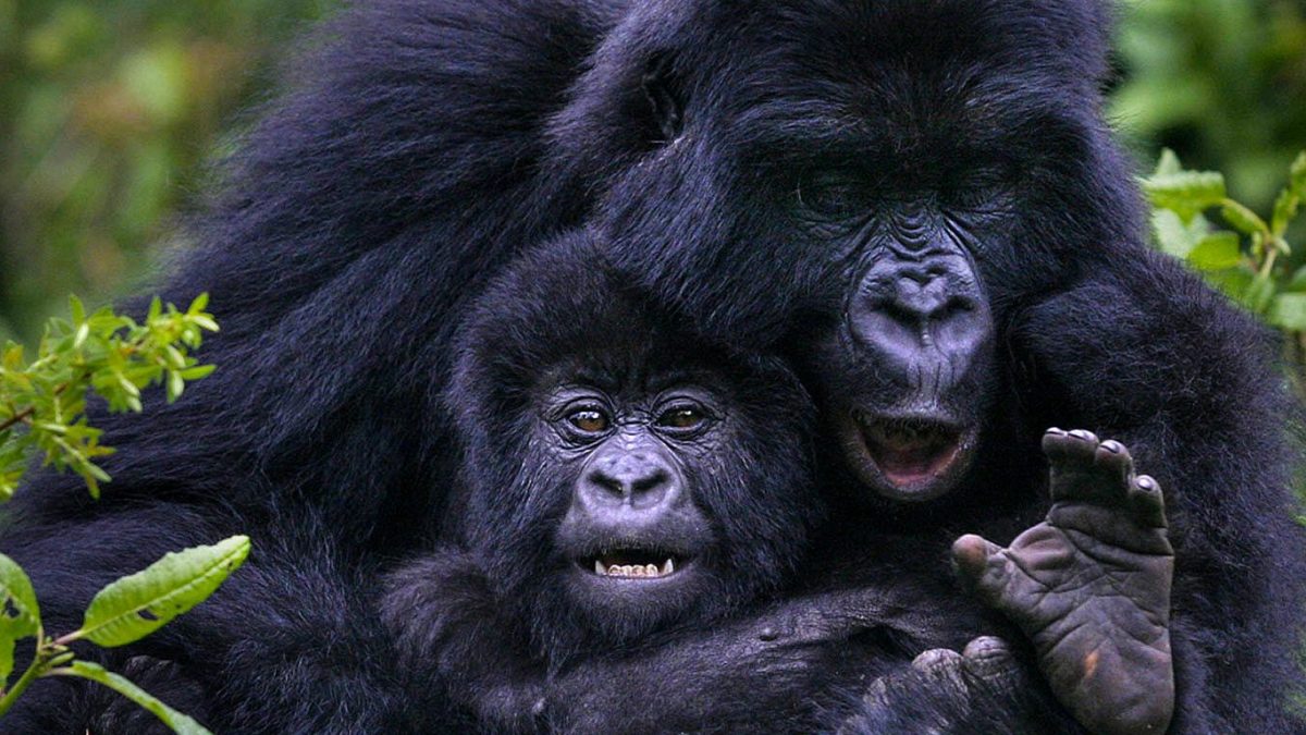 gorilla-trekking