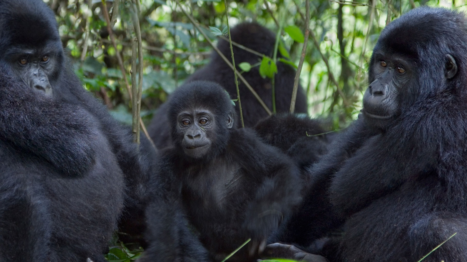 gorillas-uganda